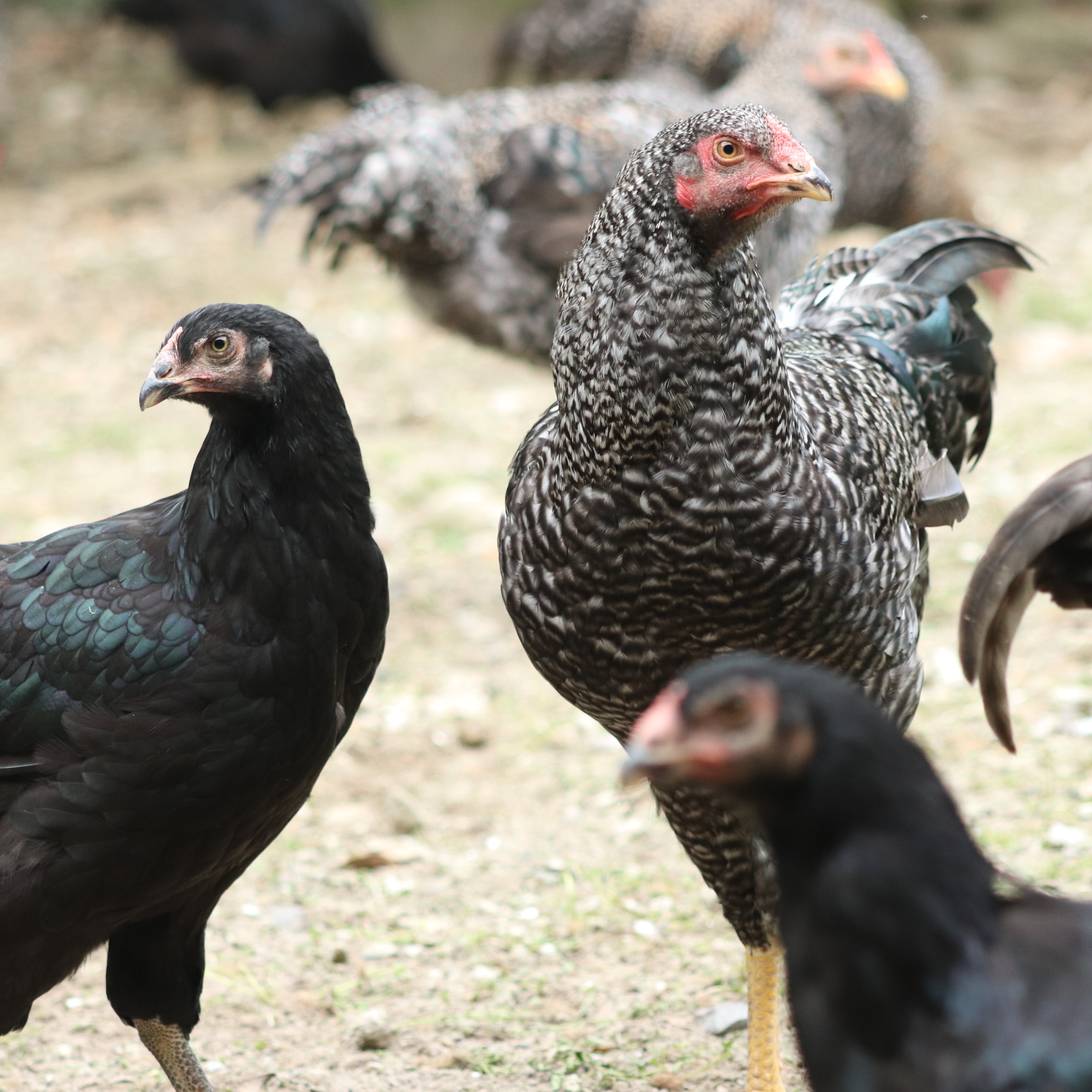 ヤブサメファーム