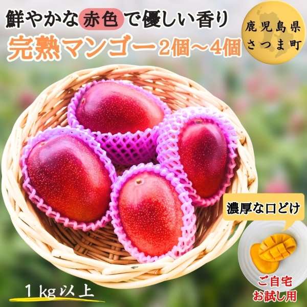 完熟マンゴー2~4個入り（1㎏以上）