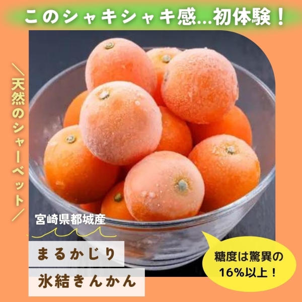  天然のシャーベット！まるかじり氷結きんかん