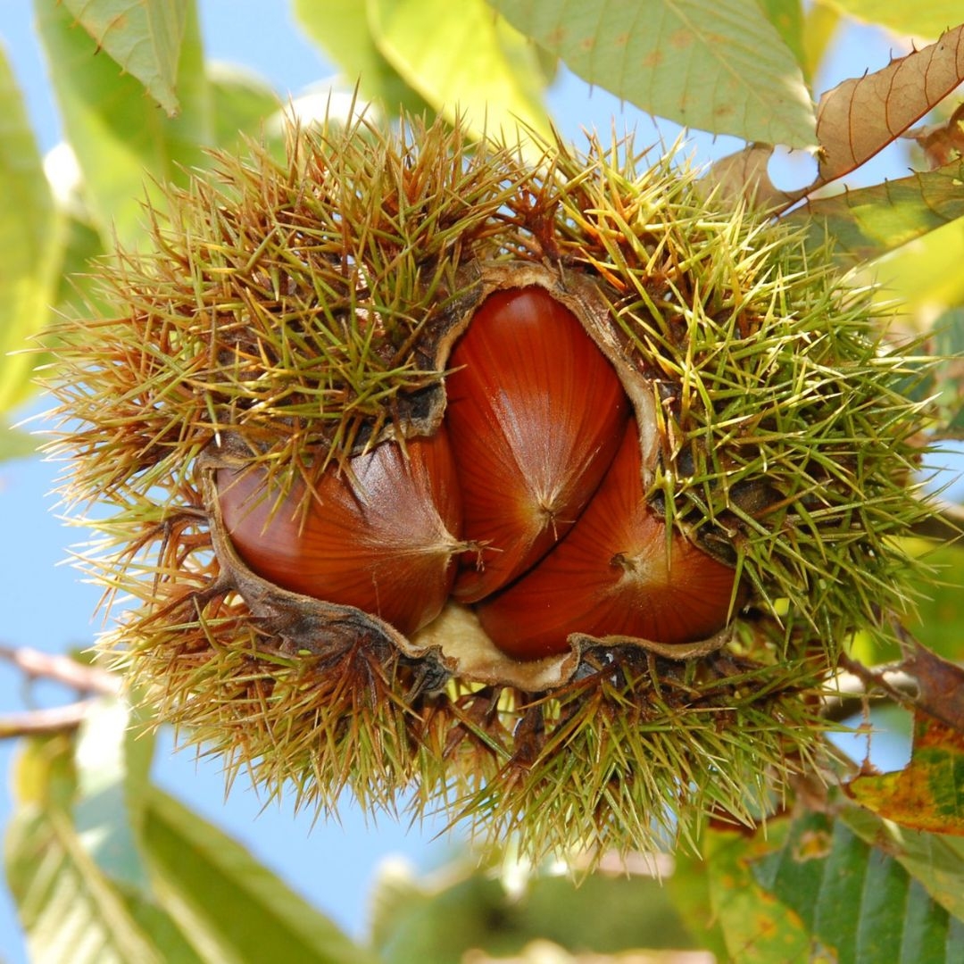 LapisGarden えりも2kg栗豆2kg やまえ栗 生栗(利平) 2kg やまえ堂