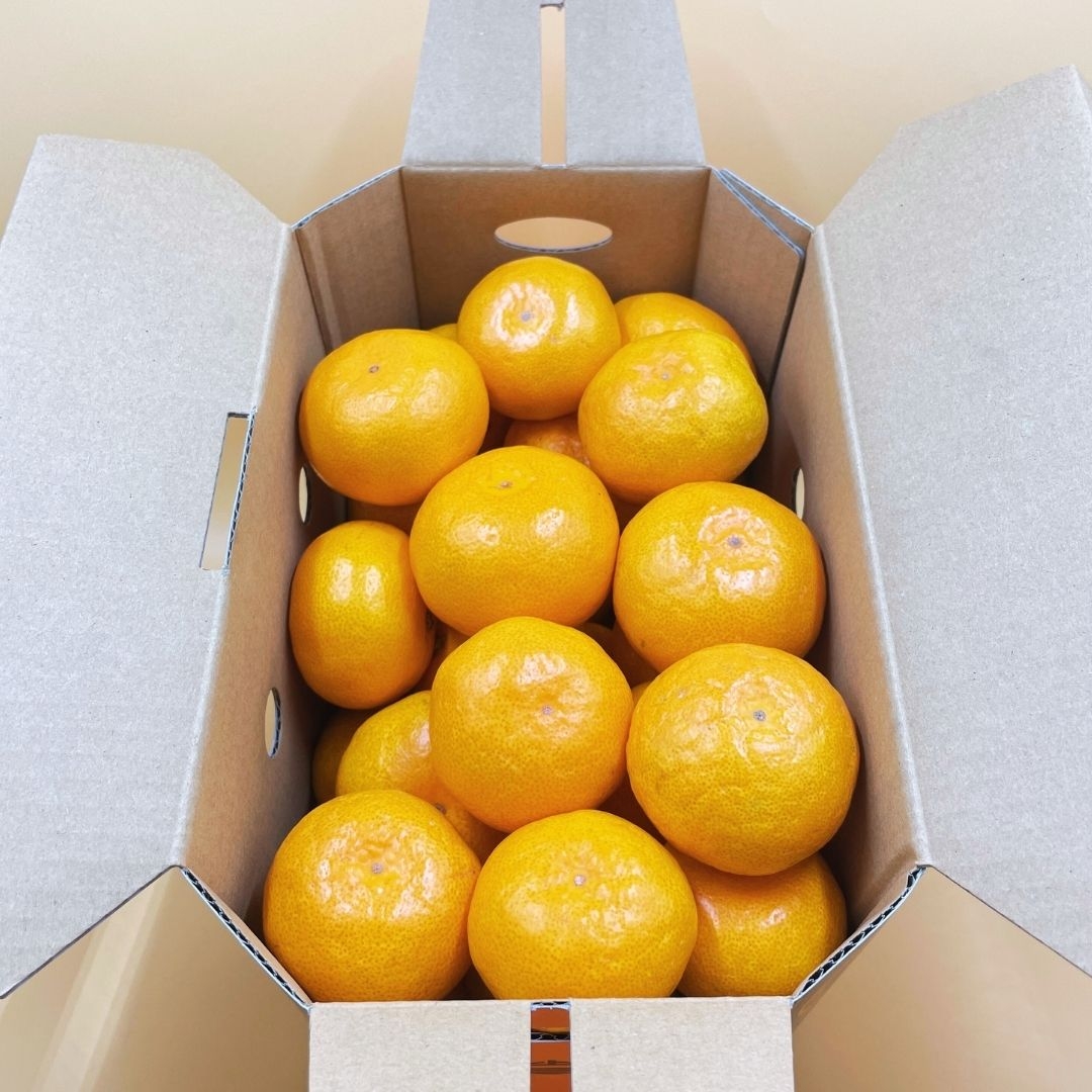 熊本県産】樹上完熟上三みかん 上三柑橘