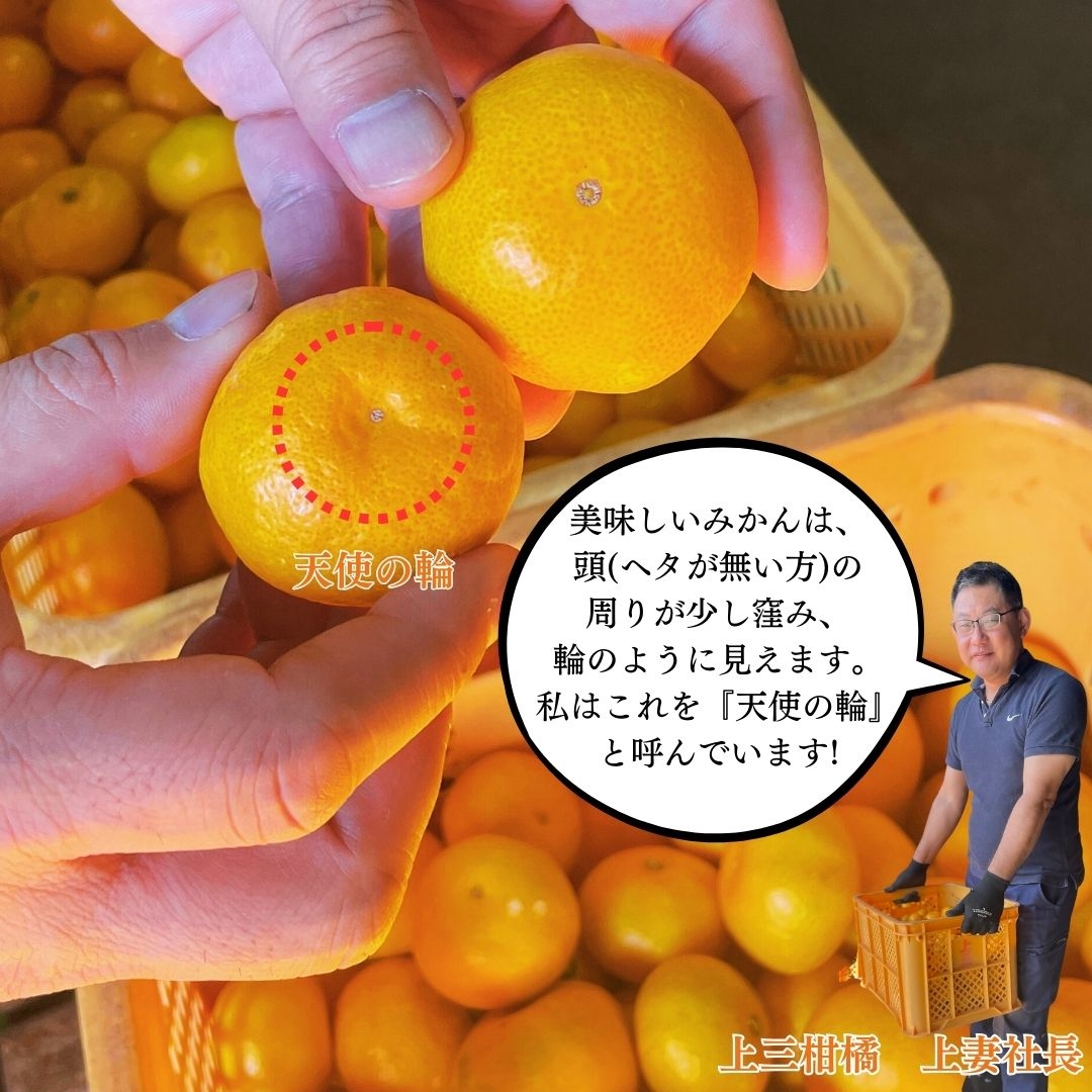 熊本県産】樹上完熟上三みかん 上三柑橘