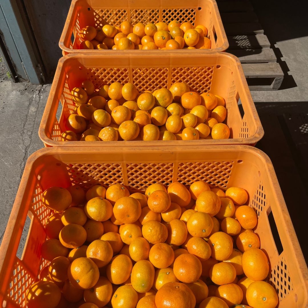 熊本県産】樹上完熟上三みかん 上三柑橘