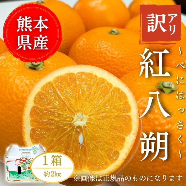 【熊本県産】【訳アリ】紅八朔 2㎏