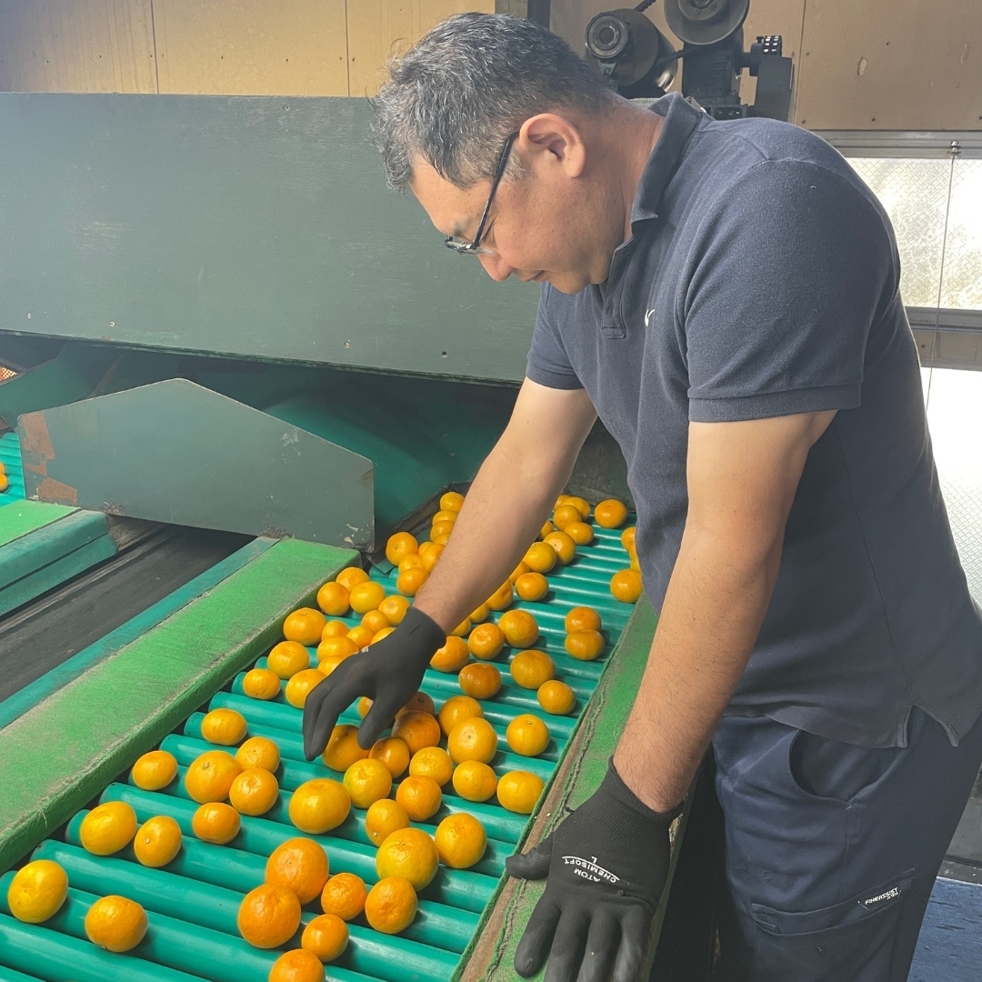 めぐみん　R6年収穫 鹿児島県産直 13℃一定保存 25kg まるく農園】曽保みかん5kg ◇ | 通販【栗林庵オンライン