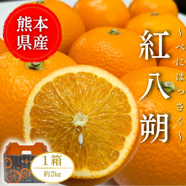 【熊本県産】紅八朔 2㎏