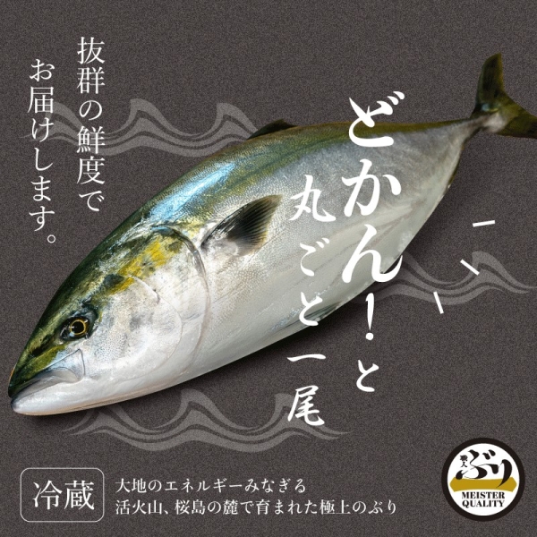 【鹿児島産ぶり冷蔵】丸ごと1尾（内臓加工なし）3.2㎏以上