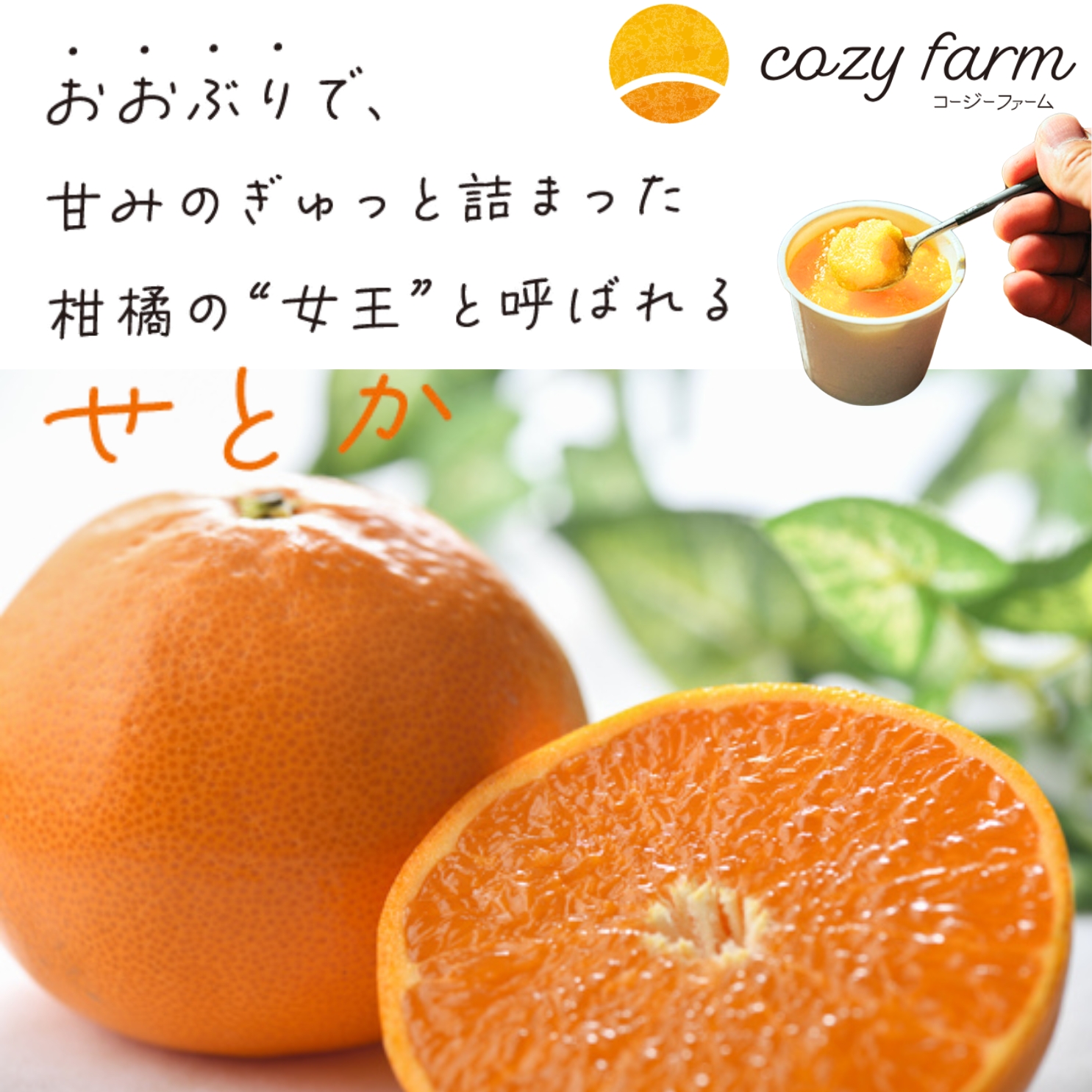 cozy farm