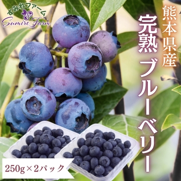 熊本県産】完熟！生ブルーベリー＜500g＞□ すみれファーム