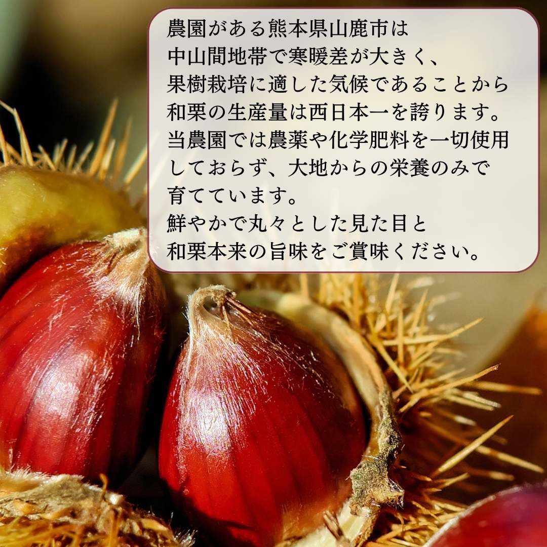 2024年収穫分　熊本　山鹿　　むき栗 食の王国“山鹿” うまかもんショップ / 西日本一の「山鹿和栗」の