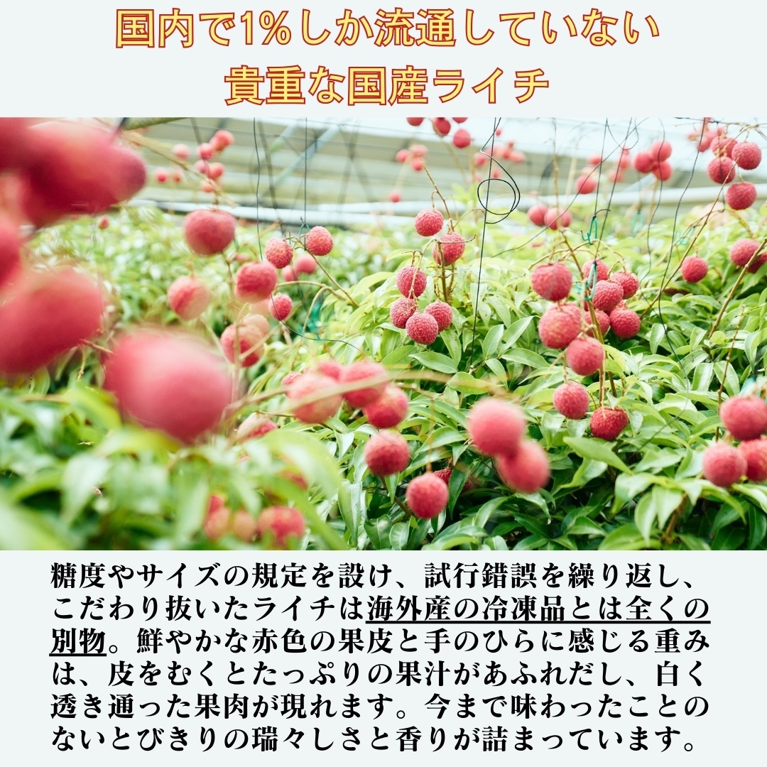 宮崎県産森のライチプレミアム 洋康青果