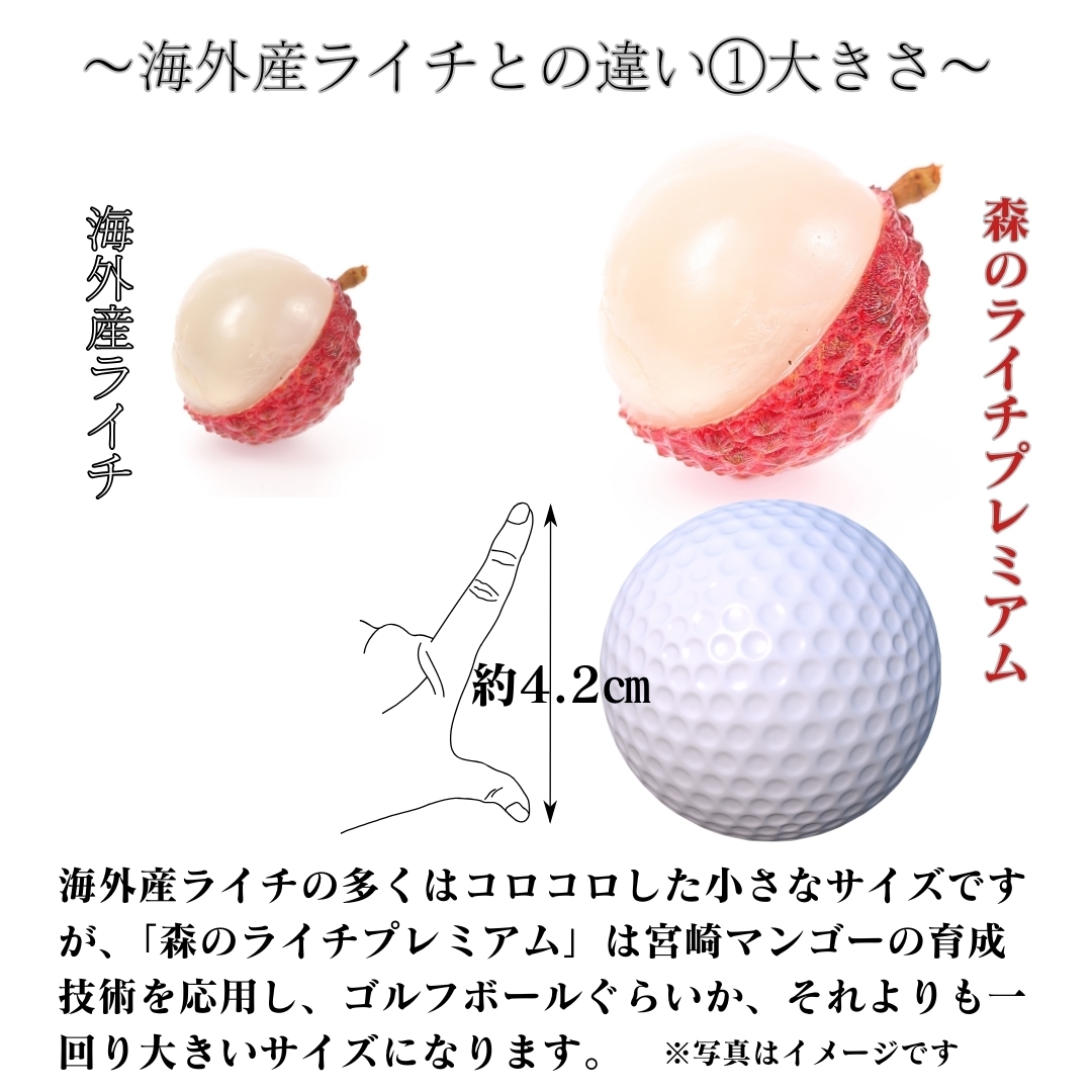 ライチ 宮崎県産森のライチプレミアム 洋康青果