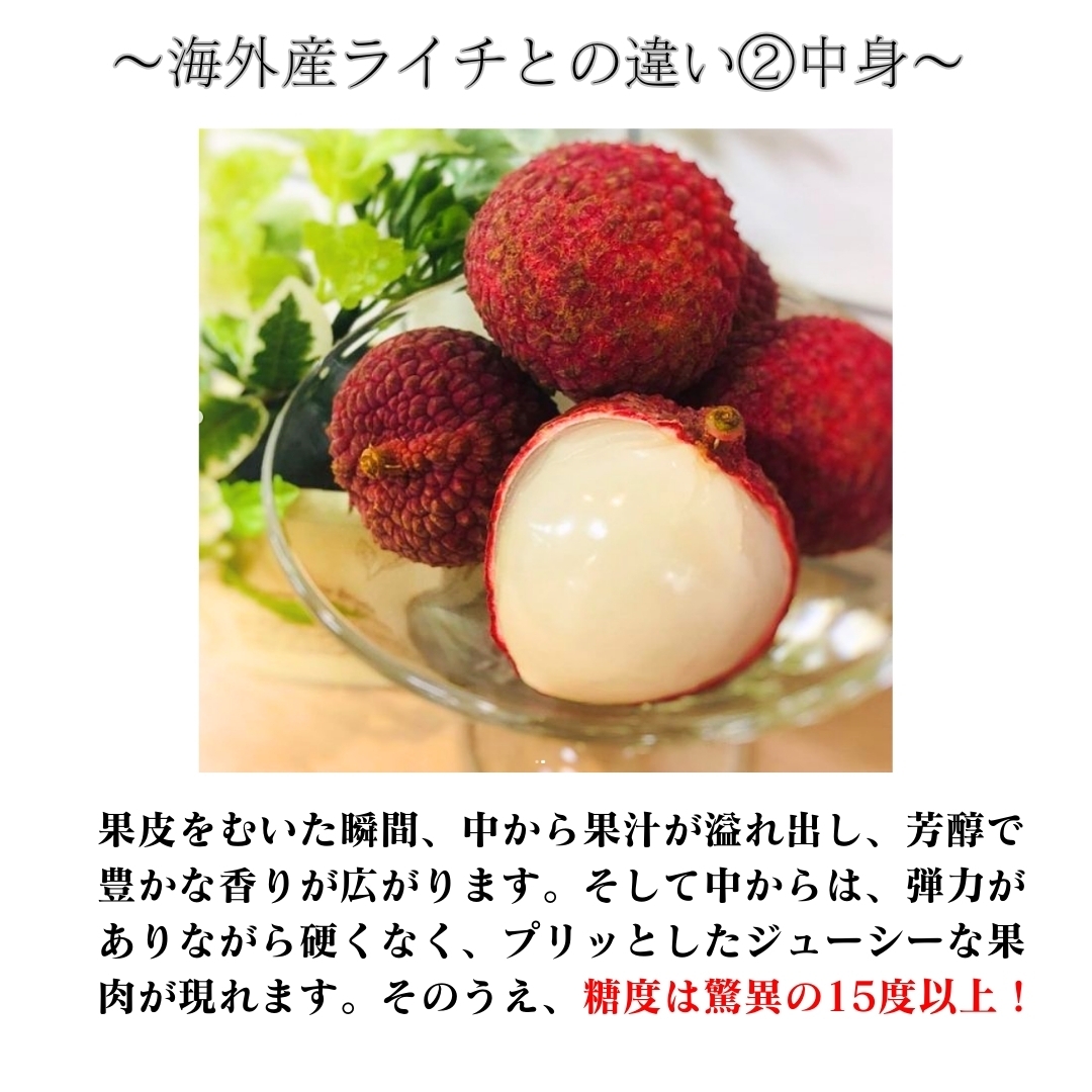 ライチ 宮崎県産森のライチプレミアム 洋康青果