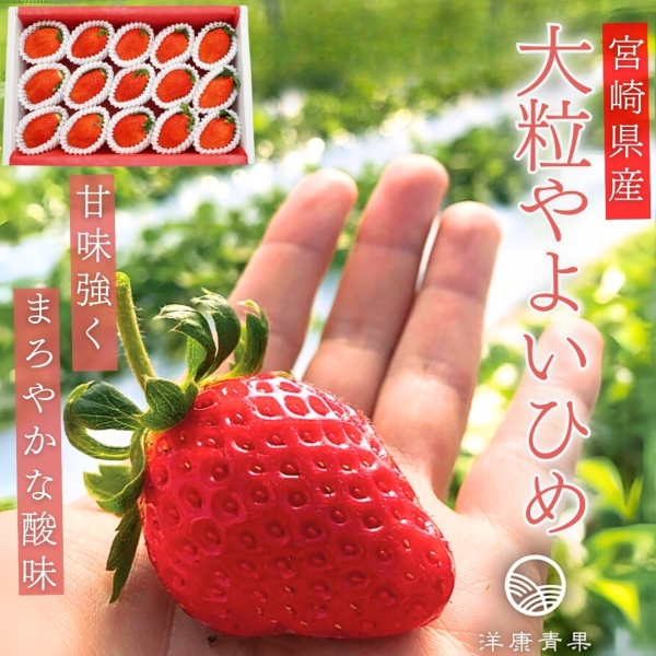 宮崎県産 大粒やよいひめ