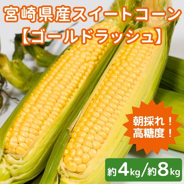 宮崎県産スイートコーン【ゴールドラッシュ】