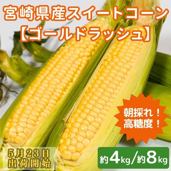 【期間限定】朝採れ！宮崎県産スイートコーン～ゴールドラッシュ～