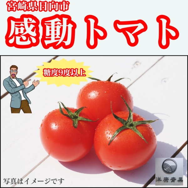 【期間限定】宮崎県日向市「感動トマト」
