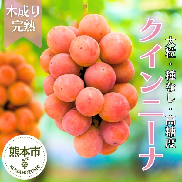 熊本県産クインニーナ
