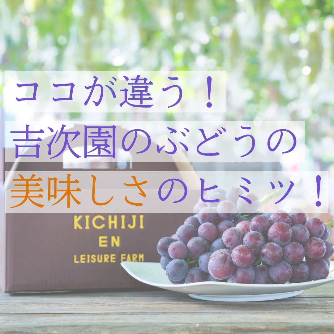 熊本県産シャインマスカット・クインニーナ 観光農園 吉次園