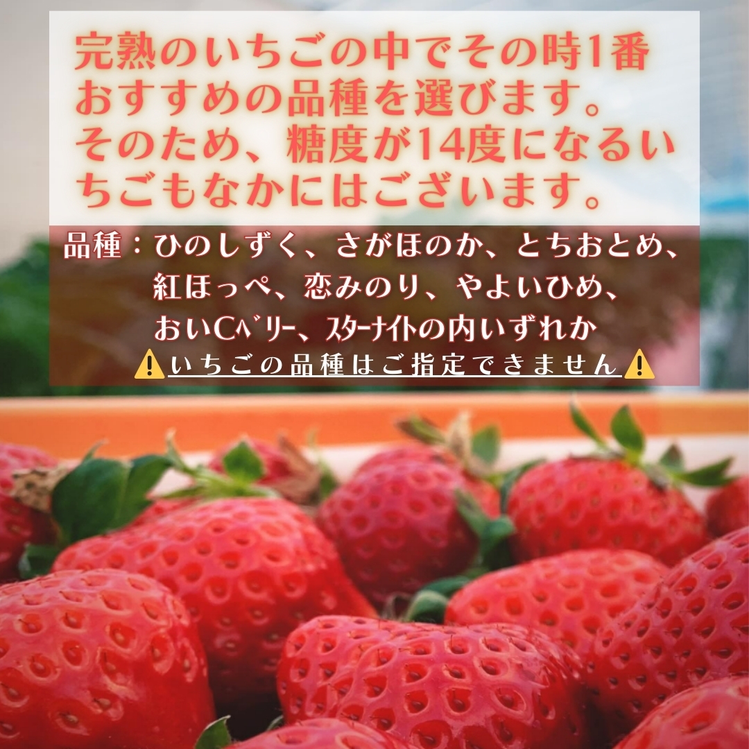 期間限定】厳選！産地直送～熊本県産完熟いちご～ 観光農園 吉次園