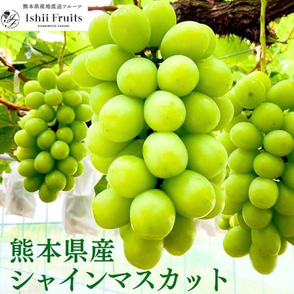【熊本県産】シャインマスカット