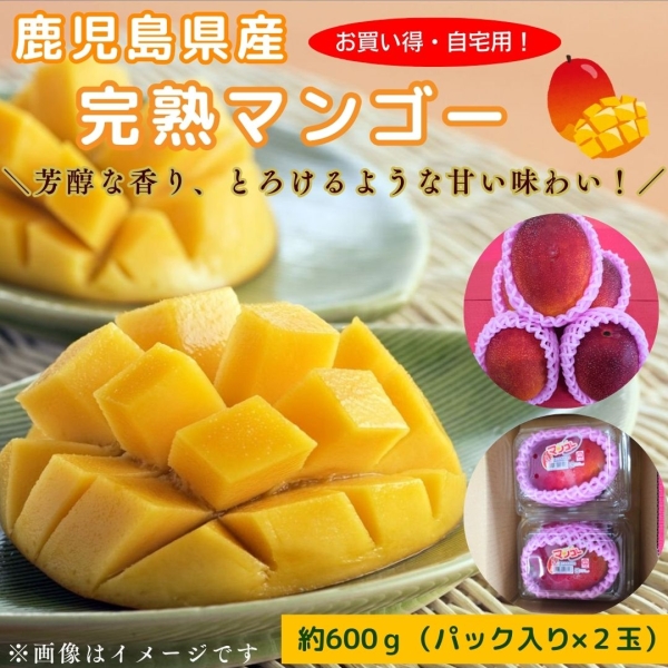 【お買い得・自宅用】鹿児島県産完熟マンゴー（2P：計600g）