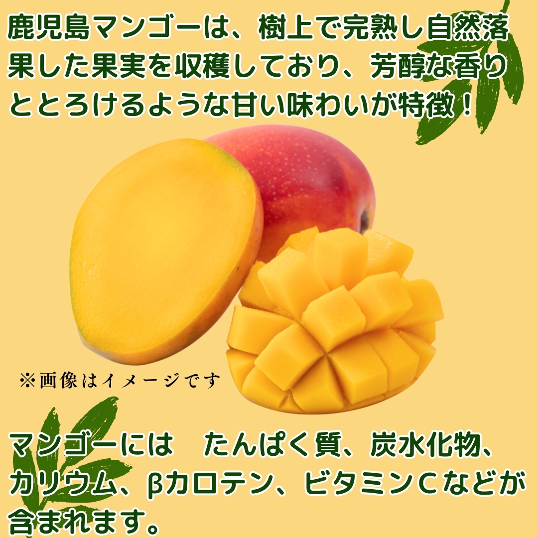 鹿児島県産完熟マンゴー良品サイズ混1.5kgSML 鹿児島県産完熟マンゴー - البحث / X