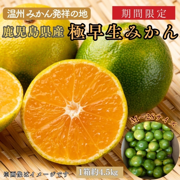 【鹿児島県産】極早生みかん（4.5㎏）