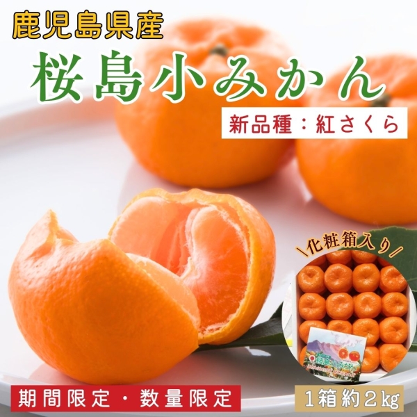 【鹿児島県産】桜島小みかん（紅さくら・2㎏）