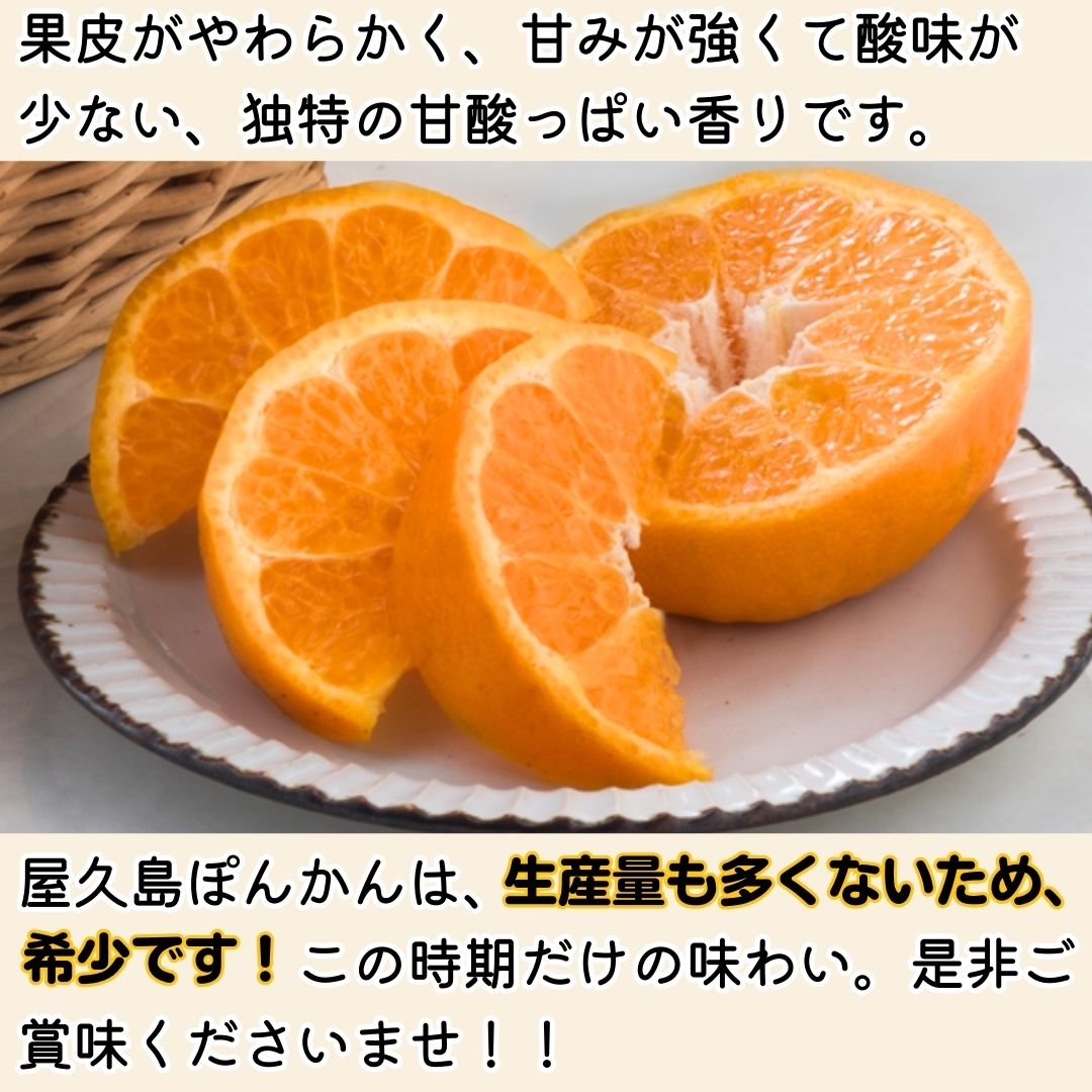鹿児島県産】屋久島ぽんかん（3㎏） 浜田静雄商店
