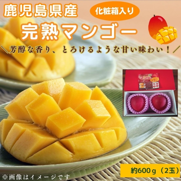 【化粧箱入り】鹿児島県産完熟マンゴー（2玉：計約600g）
