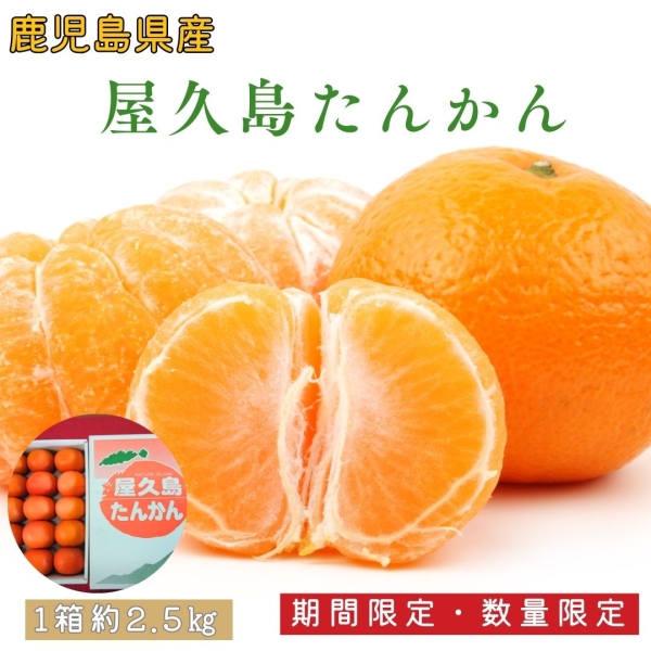 屋久島たんかん