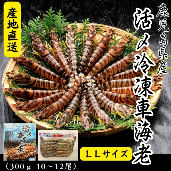 【鹿児島県産】活き〆冷凍車海老LLサイズ