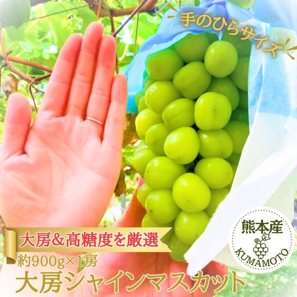 熊本県産大房シャインマスカット(約900g×1房）　