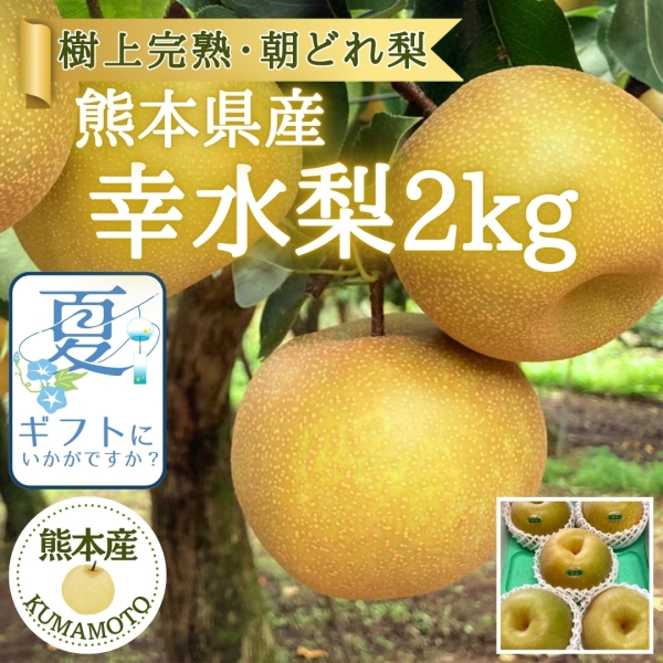 【夏の贈り物に】熊本県産 幸水梨2kg