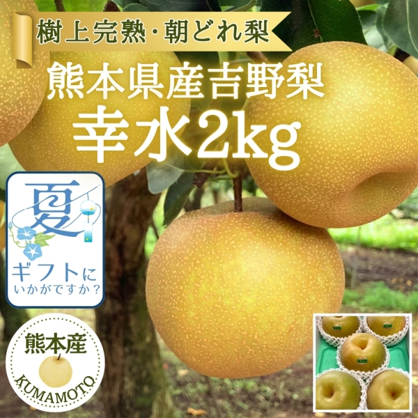 【夏の贈り物に】熊本県産吉野梨 (幸水)2kg
