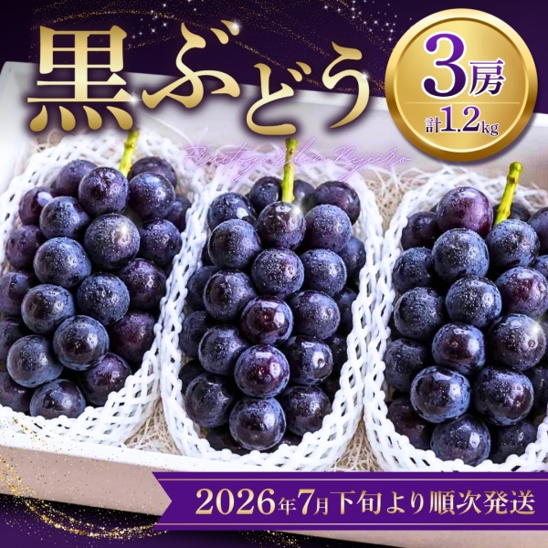 熊本県産黒ぶどう3房（計1.2㎏以上）