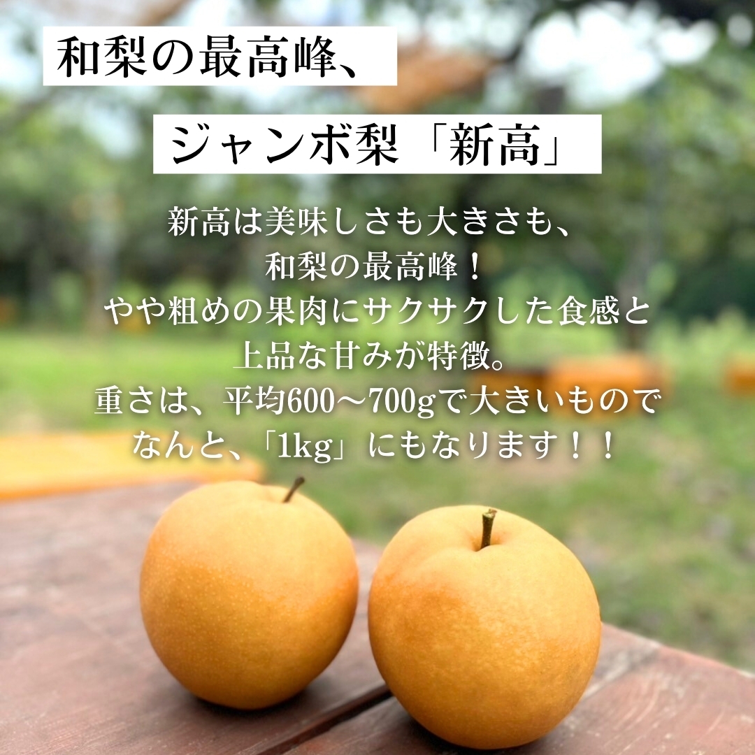 熊本県産ジャンボ梨（新高）5㎏ 優峰園フルーツランド