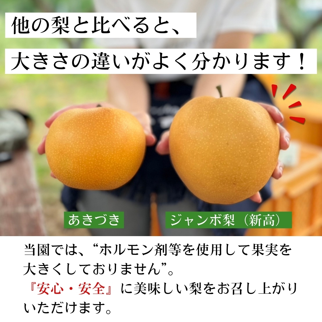 梨✨ 安来産 二十世紀梨 2.8kg 7～9玉: しまね・うまいもんくらぶ|【JA