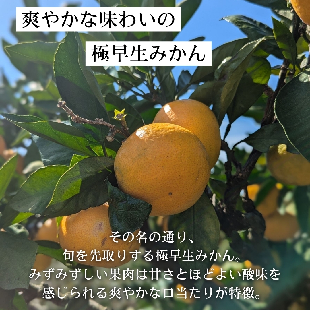 ご家庭用】熊本県産＜極早生＞河内みかん3kg/5kg 優峰園フルーツランド