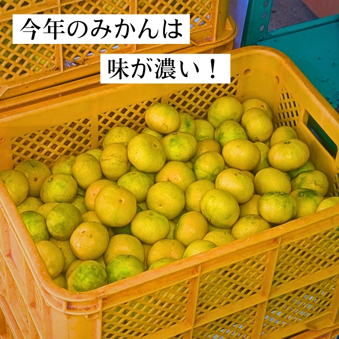 すみれ　幻の河内みかん20kg 河内晩柑 訳あり 約10キロ（9kg+保証分500g）ジューシー