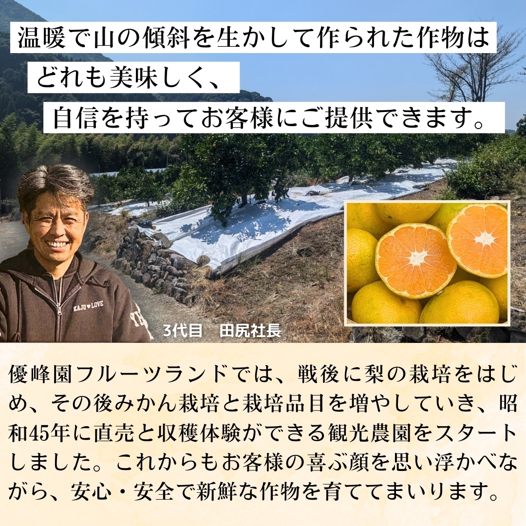 すみれ　幻の河内みかん20kg 幻の女王！征代さんの“桜みかん はるみ”L~2Lサイズ 3kg_宮崎県