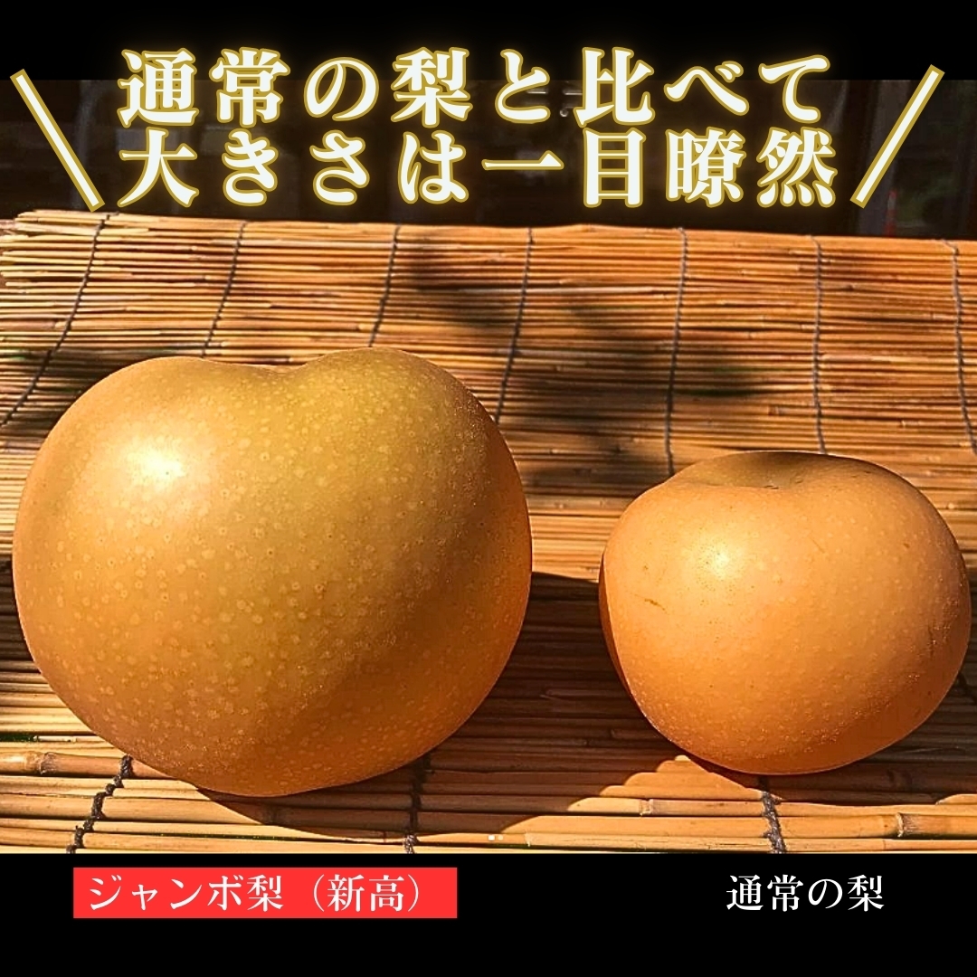 熊本県産 荒尾ジャンボ梨（新高梨/秀品2玉） 鶴田農園