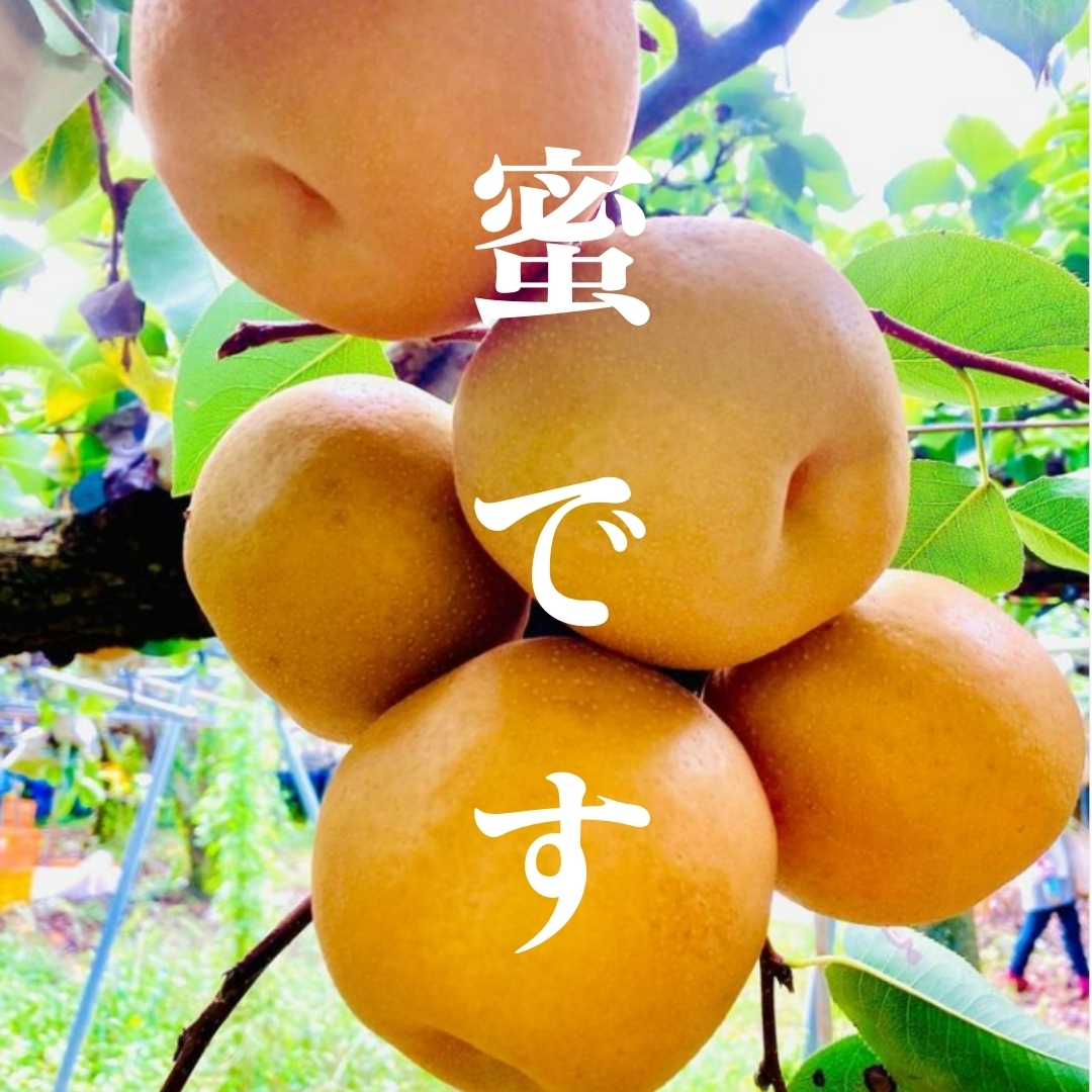 熊本県産 荒尾ジャンボ梨（新高梨/秀品2玉） 鶴田農園