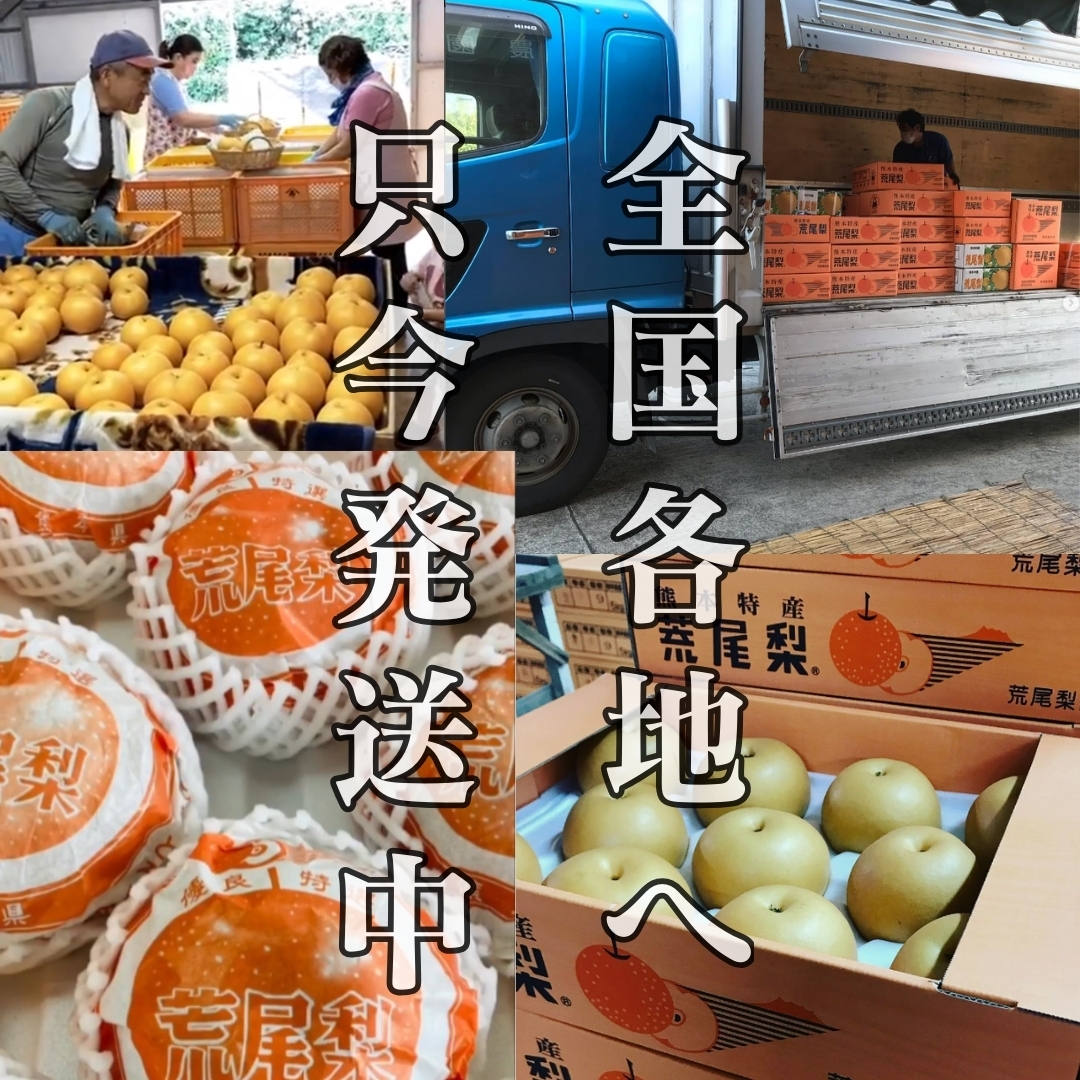 熊本県産 荒尾ジャンボ梨（新高梨/秀品2玉） 鶴田農園