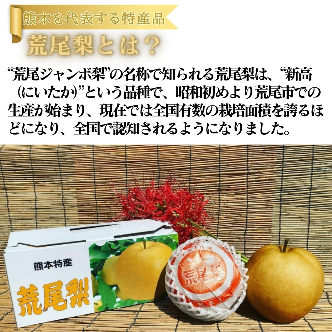 熊本県産 荒尾ジャンボ梨（新高梨/秀品2玉） 鶴田農園