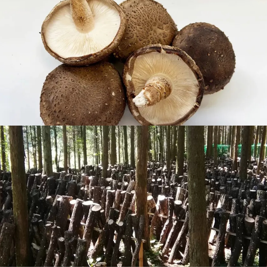 本吉