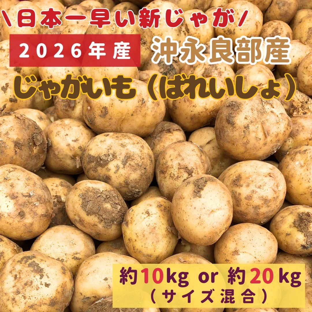 沖永良部産】新じゃが（ばれいしょ）10kg・20㎏ 南っこ