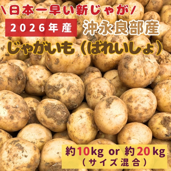 【沖永良部産】新じゃが（ばれいしょ）10kg・20㎏