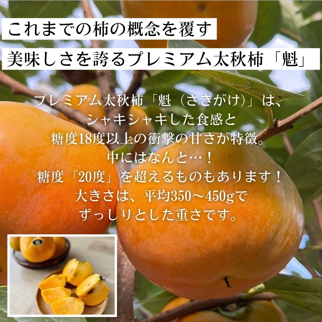 特選2kg化粧箱》【熊本県産】プレミアム太秋柿「魁」 小森ファーム